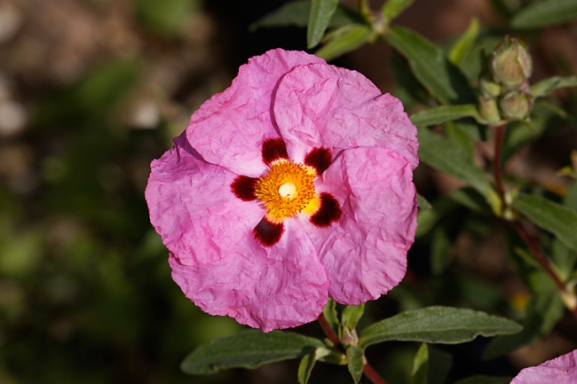 Jardin des Impressionnistes-MAI14-091